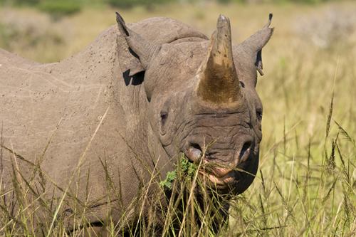 Black Rhinos Habitat