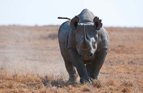 Black Rhinos Facts
