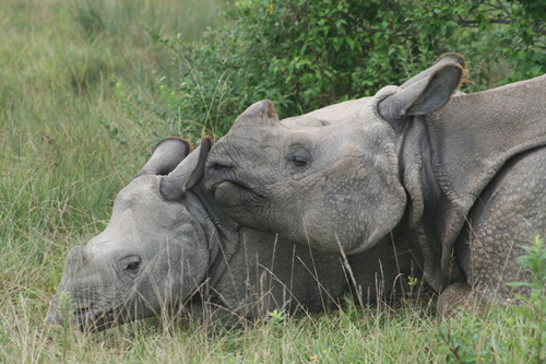 Baby Indian Rhinoceros