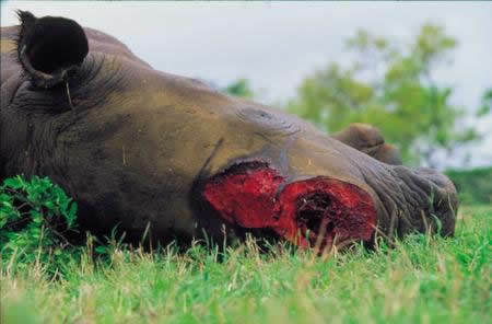 Rhino Killed