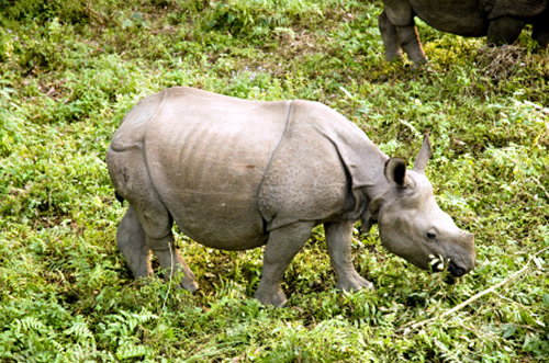 Three Horned Rhino