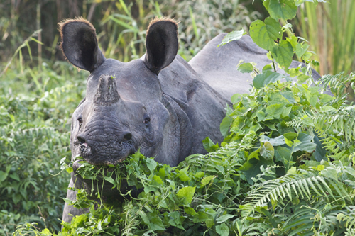 Rhinos In Nepal