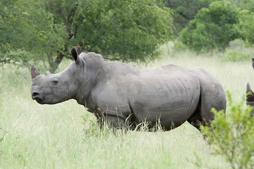 African White Rhino