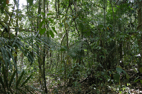 Last Population of Javan Rhino Subspecies Threatened by Power Plant ...