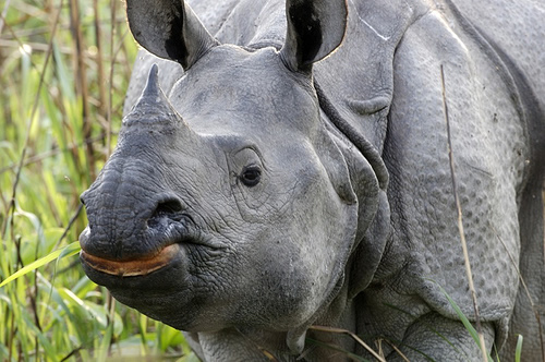 Kaziranga Park Officials Start Preparations to Protect Rhinos from ...