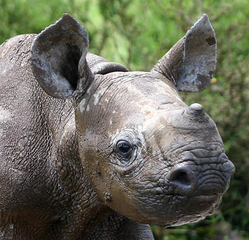 First Black Rhino Calf Born in Baviaanskloof Nature Reserve! | Rhino ...