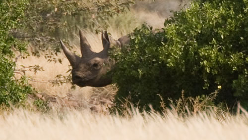 Zimbabwe's Black Rhinos: Some Good News | Rhino Horn is NOT Medicine