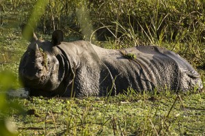 Two Rhinos Killed in 10 Days in Nepal's Chitwan National Park | Rhino ...