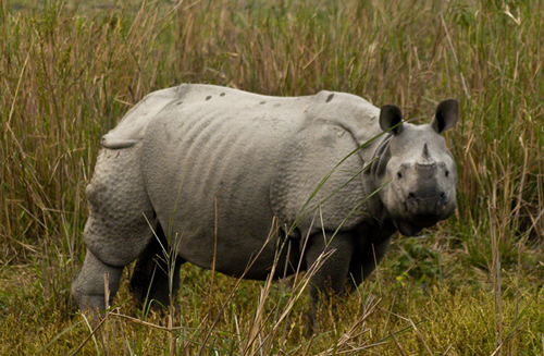 Poachers Try New Method to Kill Rhinos: Poisoned Salt | Rhino Horn is ...