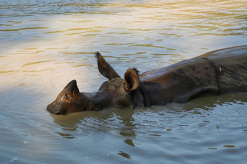 Dead Rhino in Jaldapara: What Really Happened? | Rhino Horn is NOT Medicine