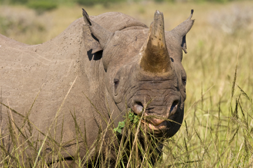 Rhinos: 11 Incredible Facts, Plus Photo Gallery | Rhino Horn is NOT ...