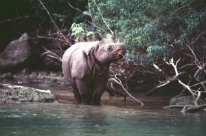 Another Javan Rhino Found Dead in Indonesia's Ujung Kulon National Park ...