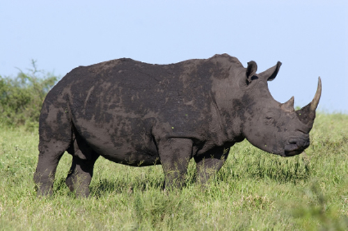 Vietnamese Rhino Horn Smuggler Sentenced to 10 Years by South African ...