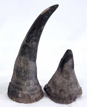 Four Black Rhino Horns Confiscated from Auctioneers in Ireland | Rhino