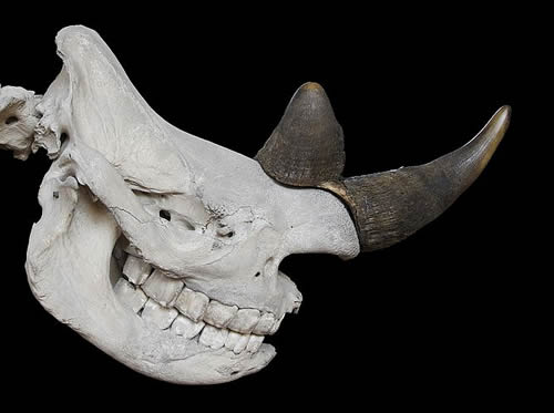 Rhino Horn Robbers Strike French Museum and Czech Castle | Rhino Horn ...