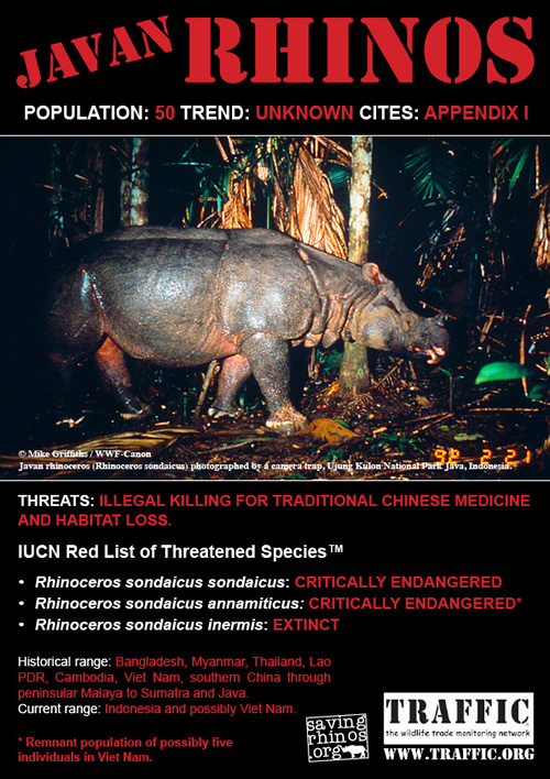 Javan and Sumatran Rhino Posters | Rhino Horn is NOT Medicine