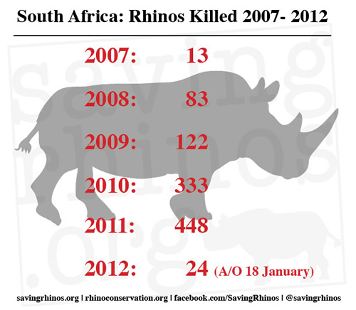 Record-breaking Rhino Death Toll In South Africa 